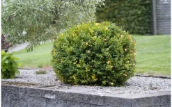 Ljusnät|Ljusslingor Utomhus<Star Trading Ljusnät Crispy Ice White 3x3m 200LED IP44