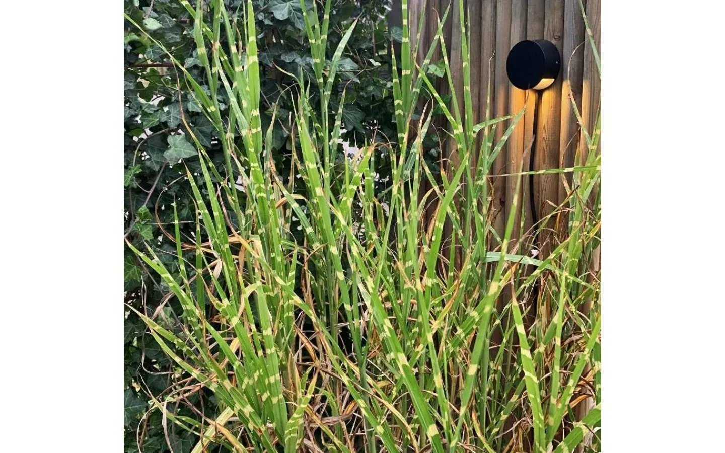 Lightson Nero Svart Vägglampa LED 3000K 140lm 4W* Lightson Garden Plug & Play