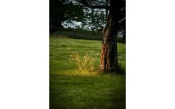 Star Trading Reedy Dekorationskvist 60cm Svart* Dekorationsträd