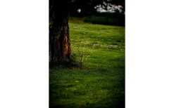 Dekorationsträd<Star Trading Reedy Dekorationsträd 90cm Svart IP44