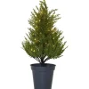Star Trading Thuja Dekorationsträd 55cm Grön* Batteri Julpynt Inomhus