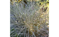 Lightson Twiggy Dekorationskvist 2-Pack LED* Lightson Garden Plug & Play